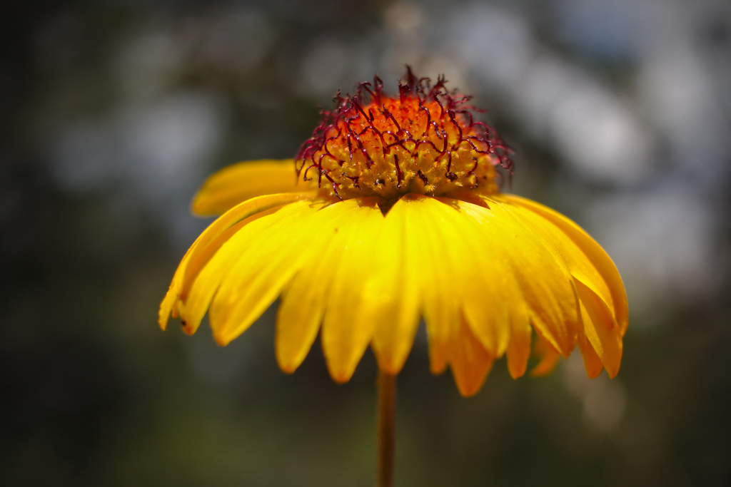 Yellow Coneflower